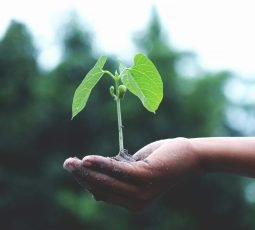 A young sapling held in hands symbolizes growth and sustainability.